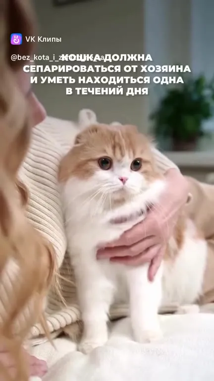 Кошка должна сепарироваться