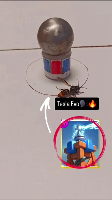 Tesla Evo vs Wasp
