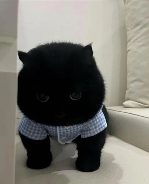 Серьёзный кот в рубашке