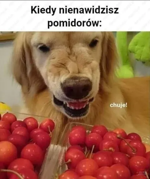 Kiedy nienawidzisz pomidorów