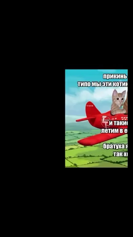 Котики летят в ебеня