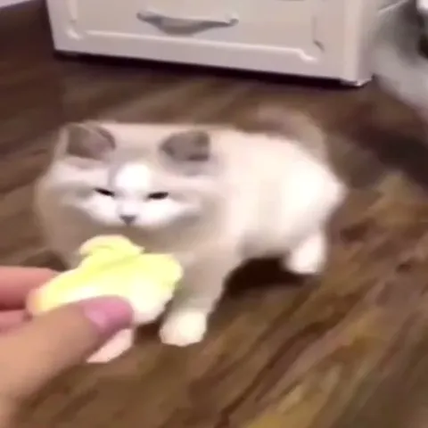 Коты против банана