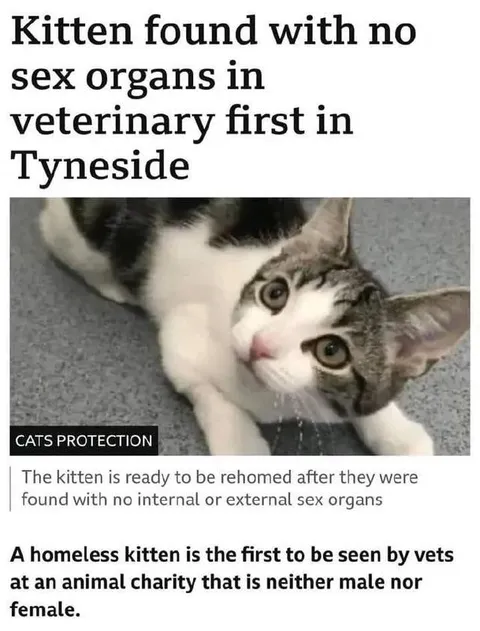 Kitten With No Sex Organs