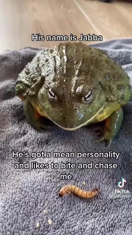 Scary Giant African Bullfrog Jabbа