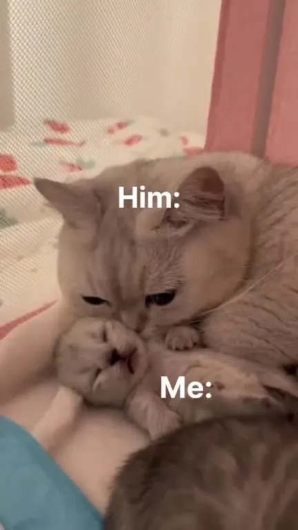 Cat Cuddles the Kitten