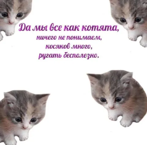 Котята ничего не понимают