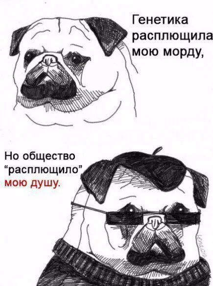 Генетика и общество расплющили мопса