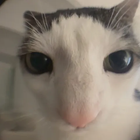 Очень близкий взгляд кота