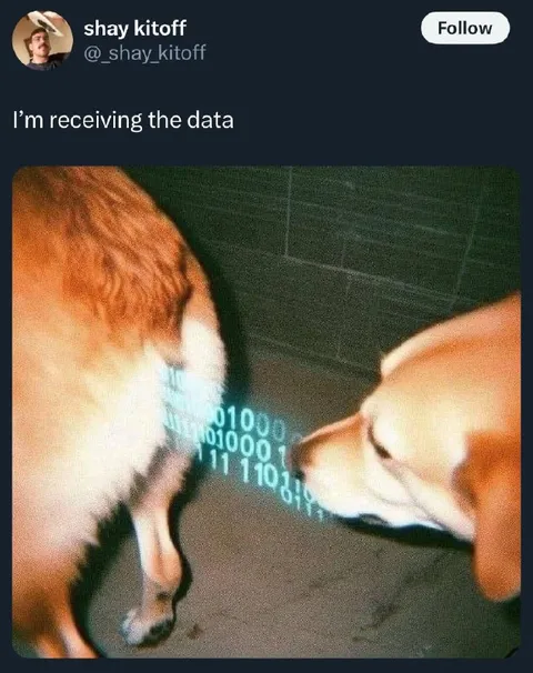 Cat Receiving Data