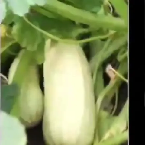 Кабачки под агрессивный бит