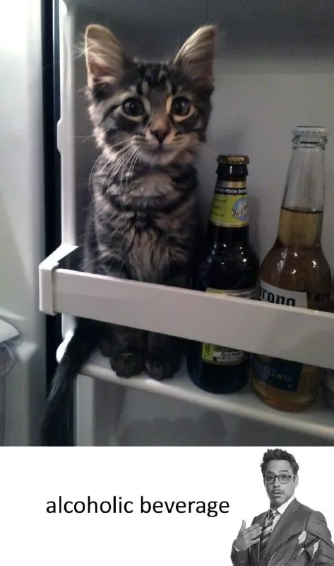 Cat Is an Alcoholic Beverage