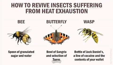 How to Revive Insects from Heat Exhaustion