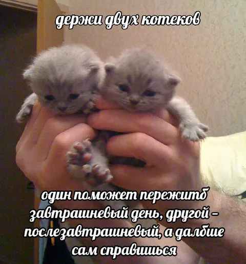 Держи двух котеков