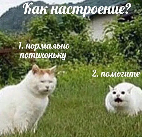 Как настроение у котов