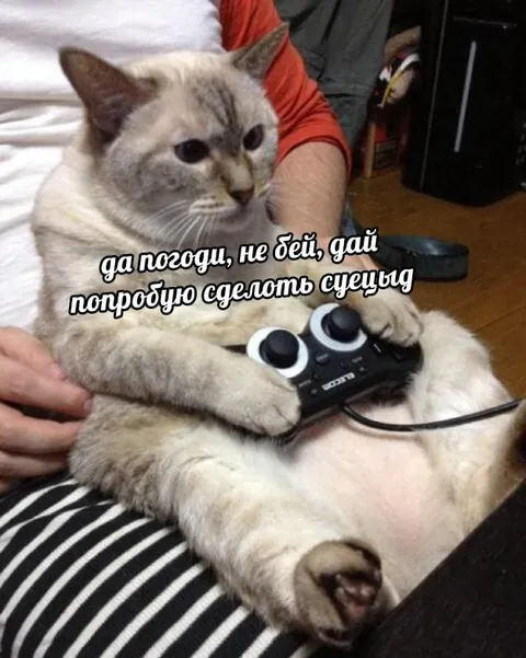 Кот просит дать попробовать