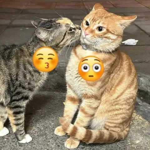 Кот целует ошарашенного кота