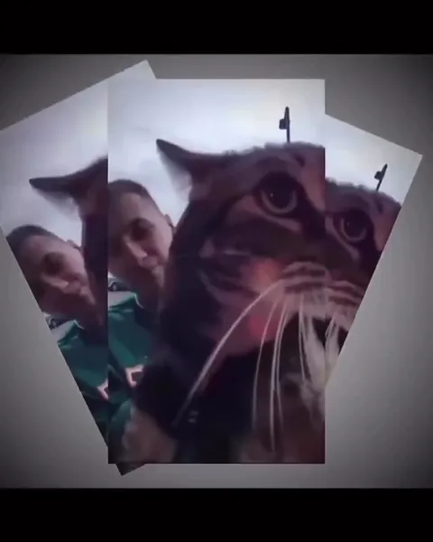 Кот появляется под музыку