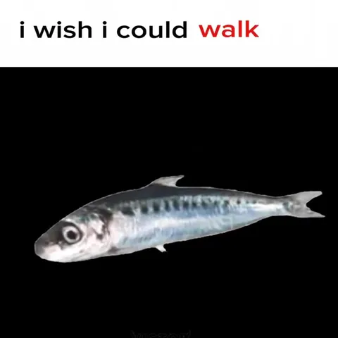 Animals Wish They Could