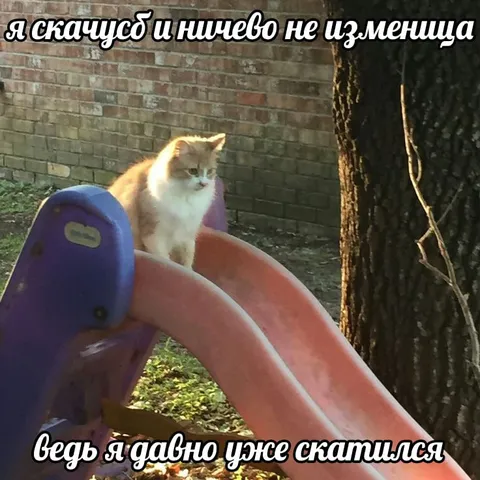 Кот давно уже скатился