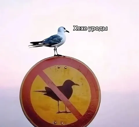 Чайка смеётся над уродами