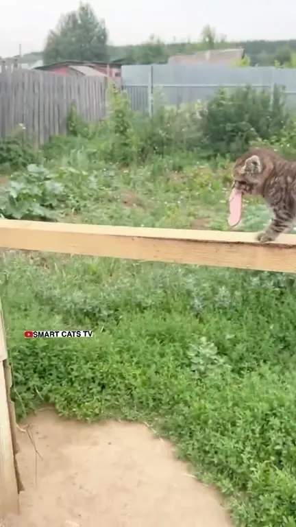 Котёнок несёт клубничку собаке