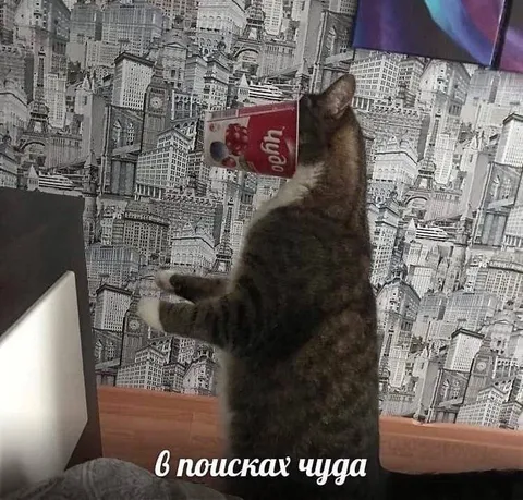Кот в поисках чуда