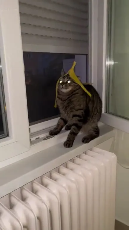 Кот в банановой шапке