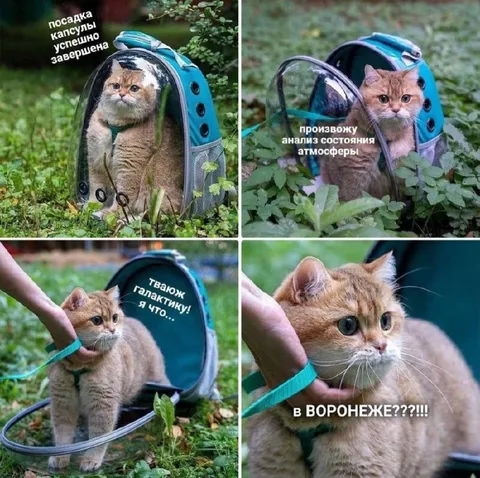 Кот прилетел в Воронеж