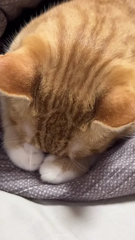 Котик уютно уснул