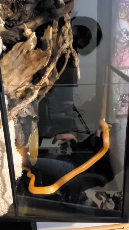 Змея ползёт по стеклу
