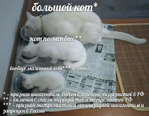 Коты с разным статусом