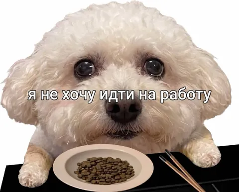 Собака не хочет на работу