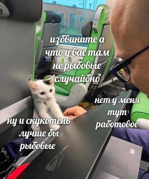 Кот просит рыбовье