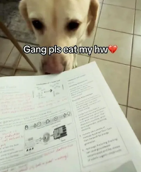 Dog Begs You to Eat Homework
