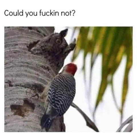 Could You Fuckin Not