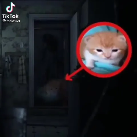 Robert the Tiny Party Cat