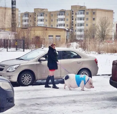 Свинья на зимней прогулке