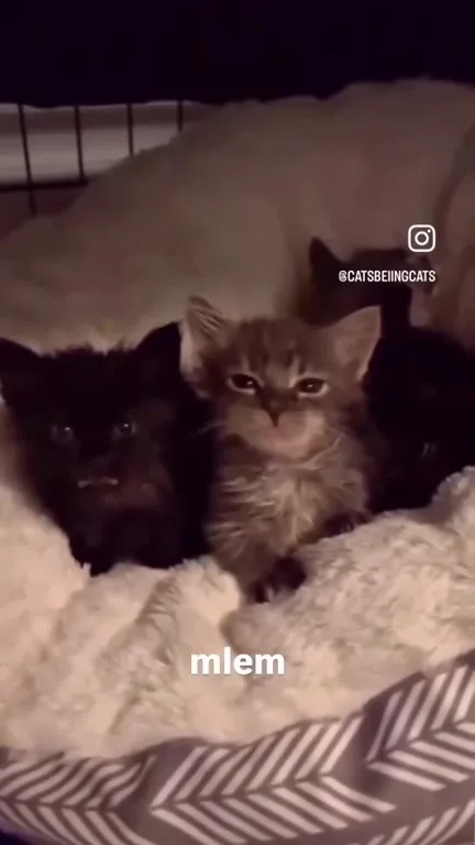 Mlem Kittens