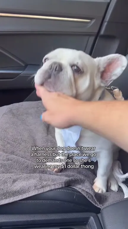 Dog Forced to Wear a Thong