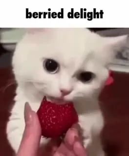 Berried Delight Kitten