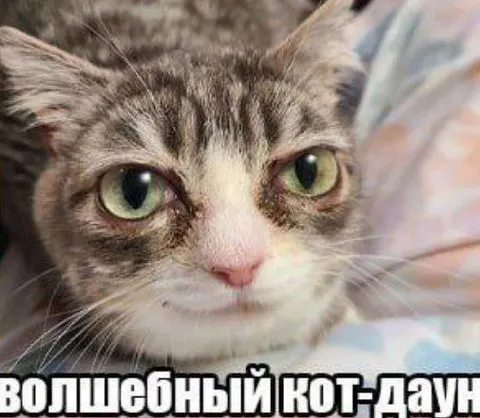 Волшебный кот-даун