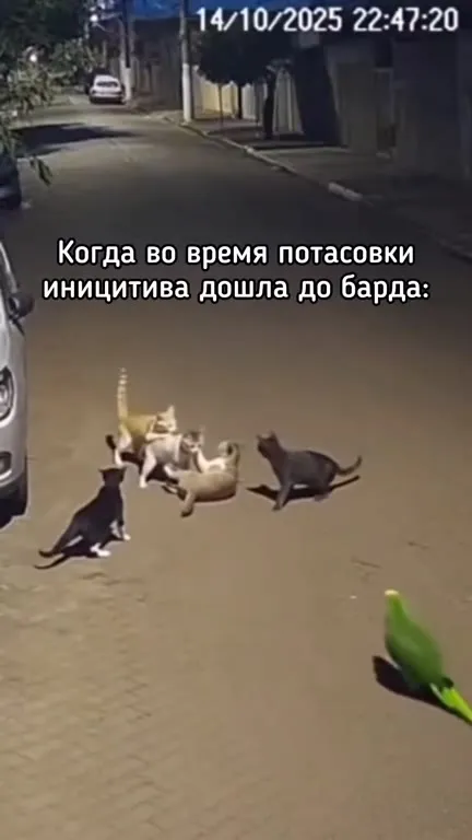 Когда потасовка дошла до барда