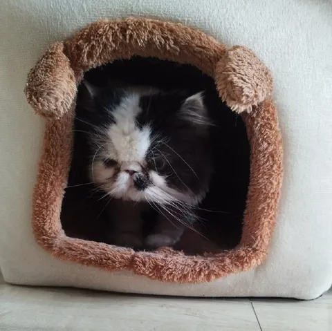 Персидский кот в домике