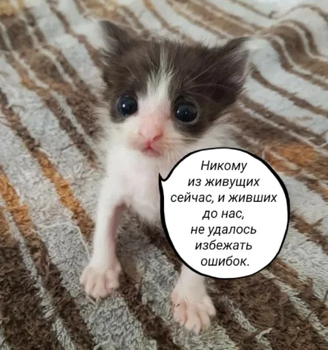 Котёнок об ошибках человечества