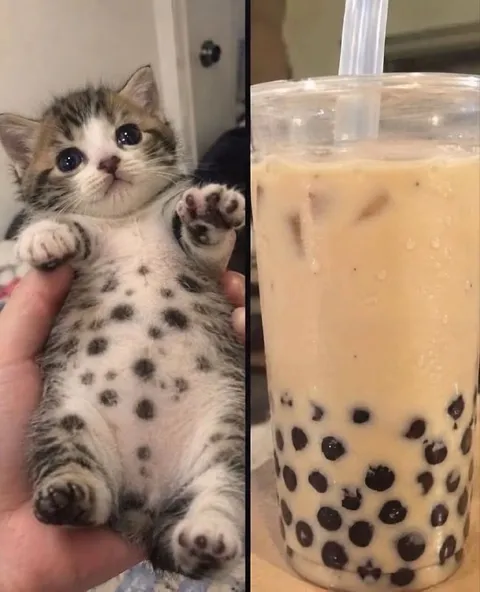 Котёнок и бабл-ти