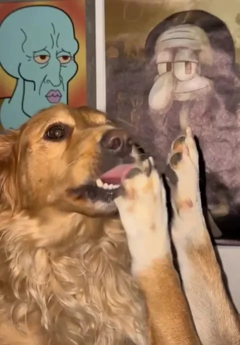 Dog Attacks Sleeping Owner
