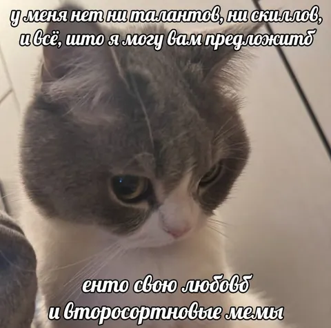 Кот предлагает любовь и мемы