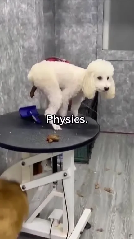 Dog Defies Physics
