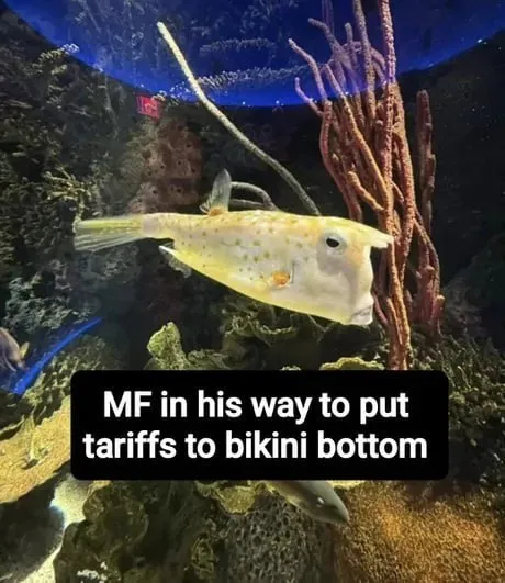 MF Putting Tariffs on Bikinis