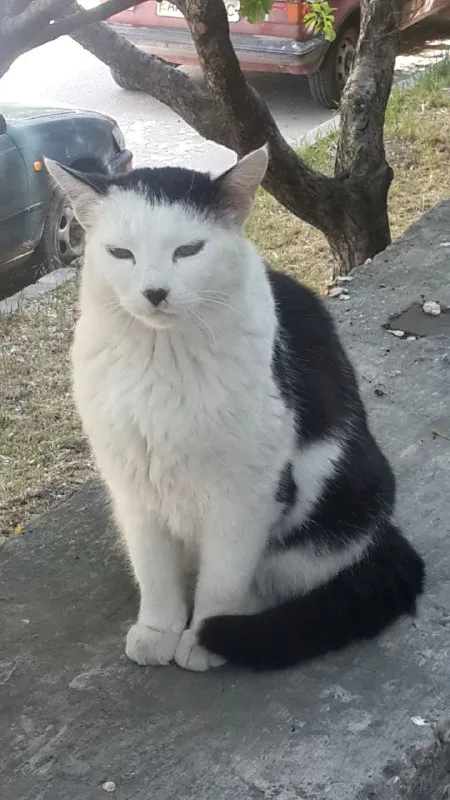Суровый чёрно-белый кот
